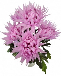 Artificial Chrysanthemums x5 Bouquet 50cm Purple - Low price