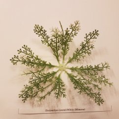 Dekorácia vetvička Mimóza zelená