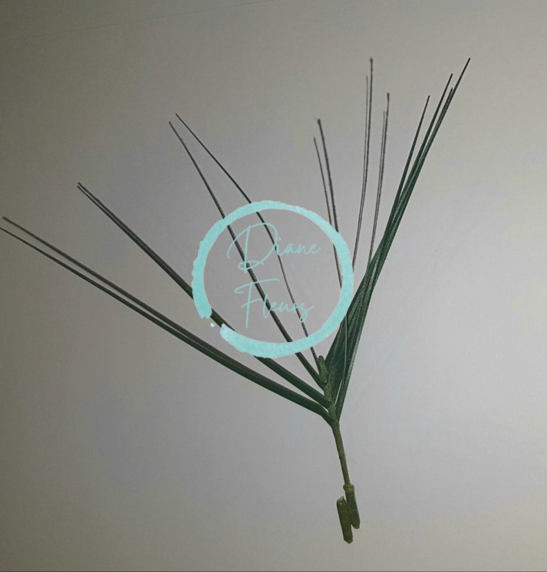 Erba decorativa 20cm verde