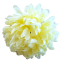 Cvetna glavica krizanteme O 13cm krem umetna
