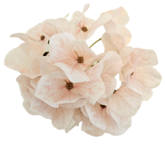 Hortenziafej 12cm művirág salmon