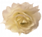 Cap de floare de trandafir Ø 10cm crem flori artificiale