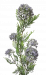 Künstlicher Spargel Asparagus