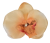 Orchidea virágfej 10cm x 8cm barack művirág - az ár 24 db-os csomagra vonatkozik