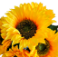 Buchet artificial de floarea-soarelui x5 41cm galben