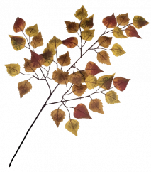 Dekorációs gally nyír 58cm őszies művirág