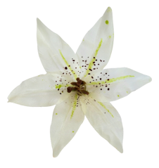 Główka kwiatu lilii O 14cm kremowa sztuczna