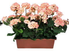 Sztuczny geranium geranium w pudełku 40cm x 35cm x wysokość 45cm różowy