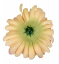 Cvetna glavica krizanteme O 13cm breskev, bordo umetna