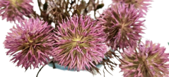 Künstliche Dekoration Distel Bündel mit 6 Stück 24cm