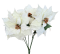Mikulásvirág Poinsettia csokor x5 50cm krém művirág