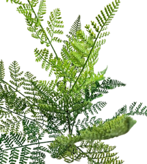 Umjetna dekoracija zelena paprat 57cm