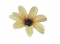 Clematis hlava kvetu Ø 11cm žltá umelá