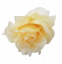 Růže hlava květu Ø 10cm sv. žlutá umělá
