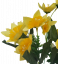 Narcis kytička 33cm žlutá umělá