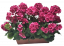 Sztuczny geranium geranium w pudełku 40cm x 35cm x wysokość 45cm tm. różowy