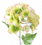 Künstliche Hortensie Creme & Grün & Rosa 60cm