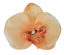 Orchidea hlava kvetu10cm x 8cm broskyňová umelá - cena je za balenie 24ks