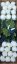 Krizantém a száron Exkluzív krém & világos zöld 60cm művirág