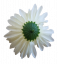 Glava cvijeta krizanteme Ø 10cm kremasta umjetna