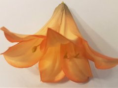 Główka kwiatu lilii O 14cm Sztuczna pomarańcza