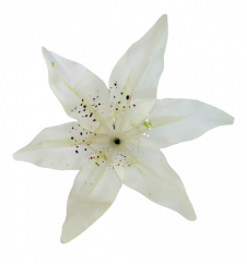 Liliom virágfej Ø 14cm krém művirág