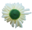 Cvetna glavica krizanteme O 16cm krem umetna