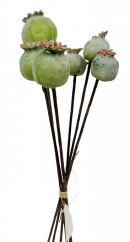 Künstliche Mohnblumen Strauß x6 25cm Grün