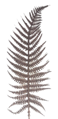Vánoční dekorace kapradina zápich 70cm hnědá umělá