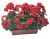 Sztuczny geranium geranium w pudełku 40cm x 35cm x wysokość 45cm czerwony
