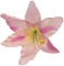 Lilie hlava květu Ø 16cm fialová umělá