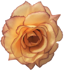 Růže hlava květu O 10cm peach & vínová umělá
