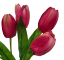 Bukiet tulipanów x5 31cm różowy