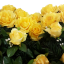 Smuteční věnec "Srdce" z růží 65cm x 65cm žlutá umělý