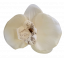 Cvetna glava orhideje 10cm x 8cm bež umetna - cena je za paket 24 kom