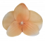 Orchidea hlava květu 10cm x 8cm broskvová umělá - cena je za balení 24ks