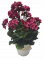 Umělý Muškát Pelargonie v květináči O 25cm x výška 49cm tm. růžová zátěžový aranžmán