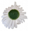 Glava cvijeta krizanteme Ø 16cm bijela umjetna