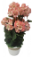 Sztuczna Pelargonia w doniczce 25cm x wys. 49cm różowa, ciężka kompozycja
