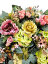 Luxusný smútočný veniec borovicový exclusive pivonky, ruže, delphinium ostrôžka, hortenzie a doplnky 90cm