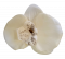 Glava cvijeta orhideja 10cm x 8cm bež umjetna - cijena je za pakiranje od 24 kom