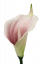 Kala hlava kvetu penová 13cm krémová, zelená, ružová umelá
