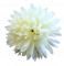 Krizantém virágfej Ø 10 cm krém művirág