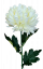 Chryzantéma kusová na stonke Exclusive krémová 70cm umelá