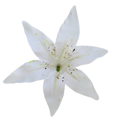 Główka kwiatu lilii O 14cm biała sztuczna