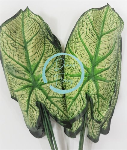 Frunze de Caladium verde 46cm / pret pentru 1 buc flori artificiale