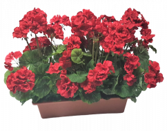 Plante artificiale Geranium în ghiveci 40cm x 35cm x înăltime 45cm roșu
