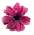 Clematis virágfej Ø 11cm sötét rózsaszín művirág