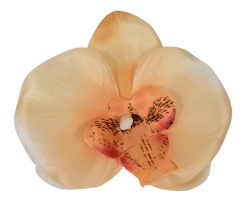 Orchidea hlava kvetu10cm x 8cm broskyňová umelá - cena je za balenie 24ks