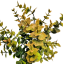 Decorazione verde artificiale 36cm